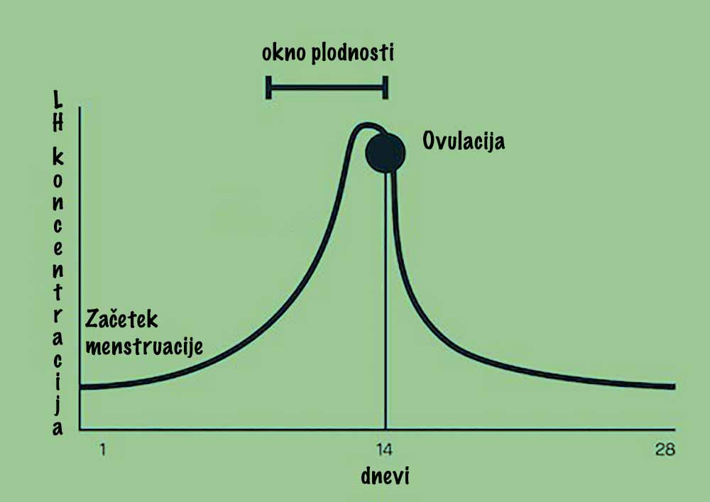 prikaz-časa-največje-plodnosti